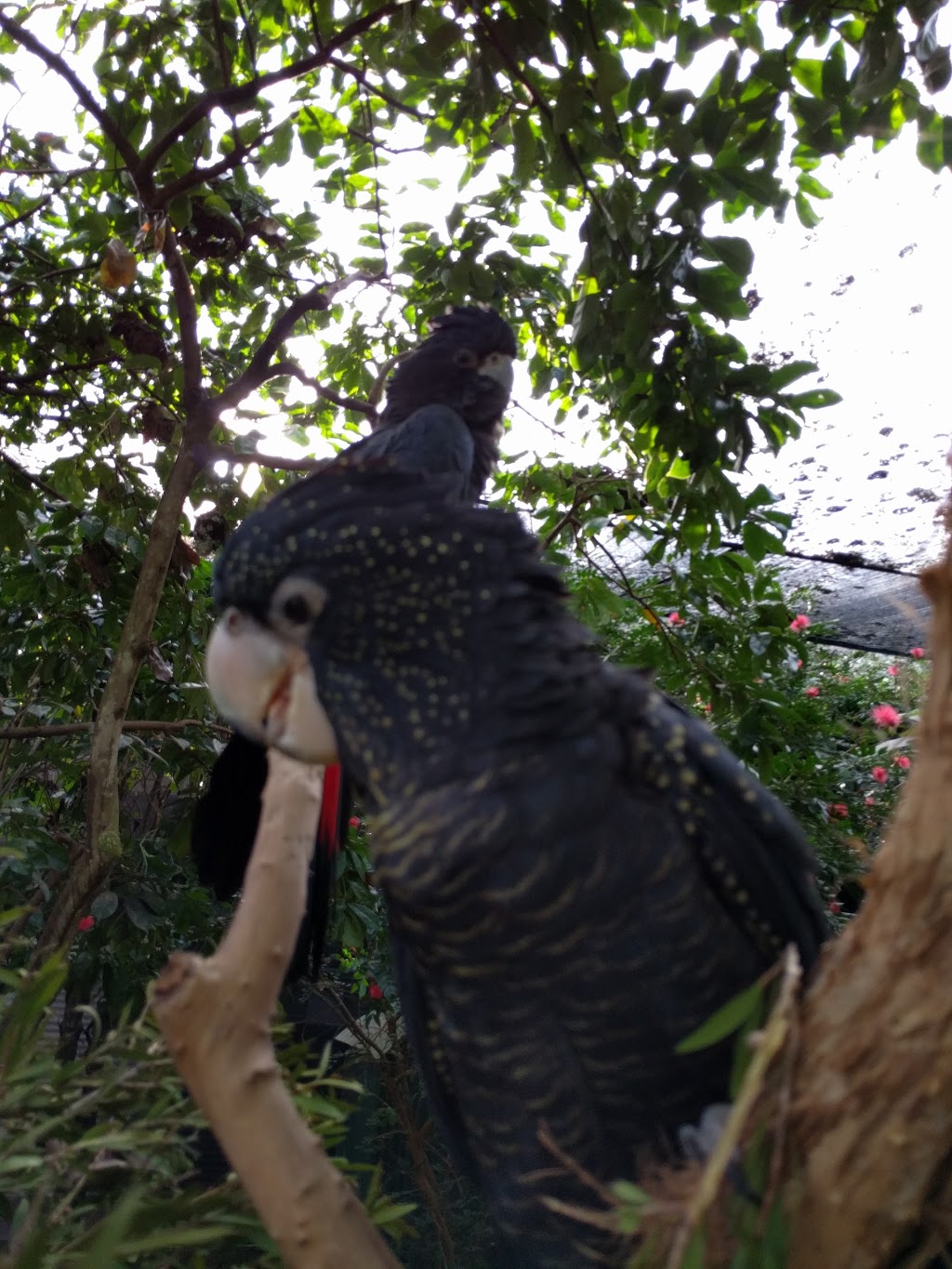 Rainforest Habitat Wildlife Sanctuary | zoo | Port Douglas QLD 4877, Australia