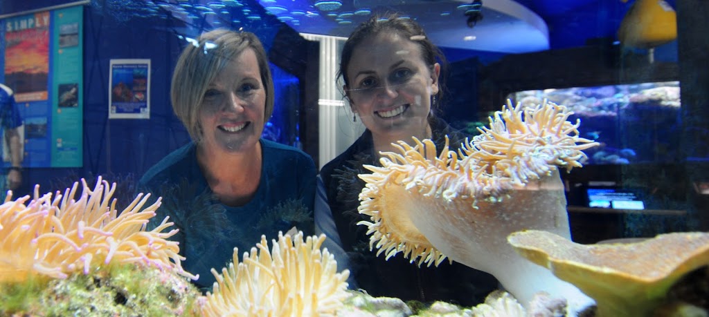 Solitary Islands Aquarium | 2 Bay Dr, Coffs Harbour NSW 2450, Australia | Phone: (02) 6659 8131