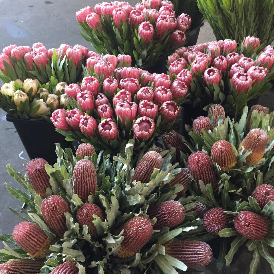 Just Flowers | 1/54 Browns Rd, Kingston TAS 7050, Australia | Phone: (03) 6227 2404