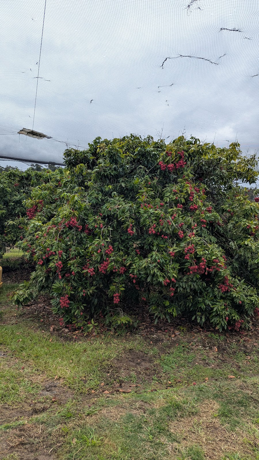 Lychee Farm | 169 S Boambee Rd, Boambee NSW 2450, Australia | Phone: (02) 6653 1931