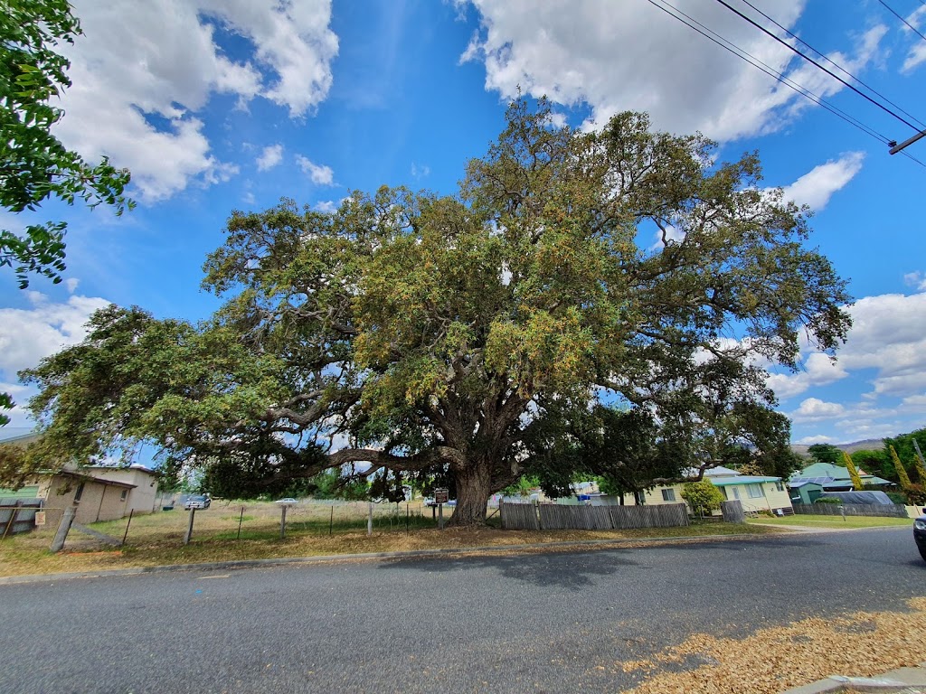 Tenterfield Cork Tree | tourist attraction | Wood St, Tenterfield NSW 2372, Australia | 0267361082 OR +61 2 6736 1082