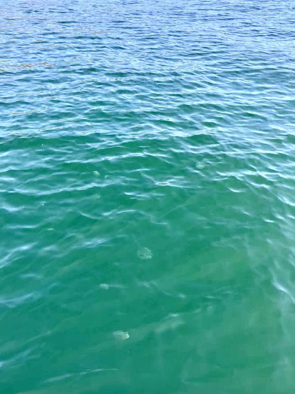 365 Boat Hire | Wonga Rd, Yowie Bay NSW 2228, Australia | Phone: 0468 880 365