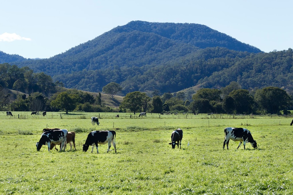 Wilsons Robotic Dairy Kyogle | school | 2019 Summerland Way, Roseberry NSW 2474, Australia | 0266364254 OR +61 2 6636 4254