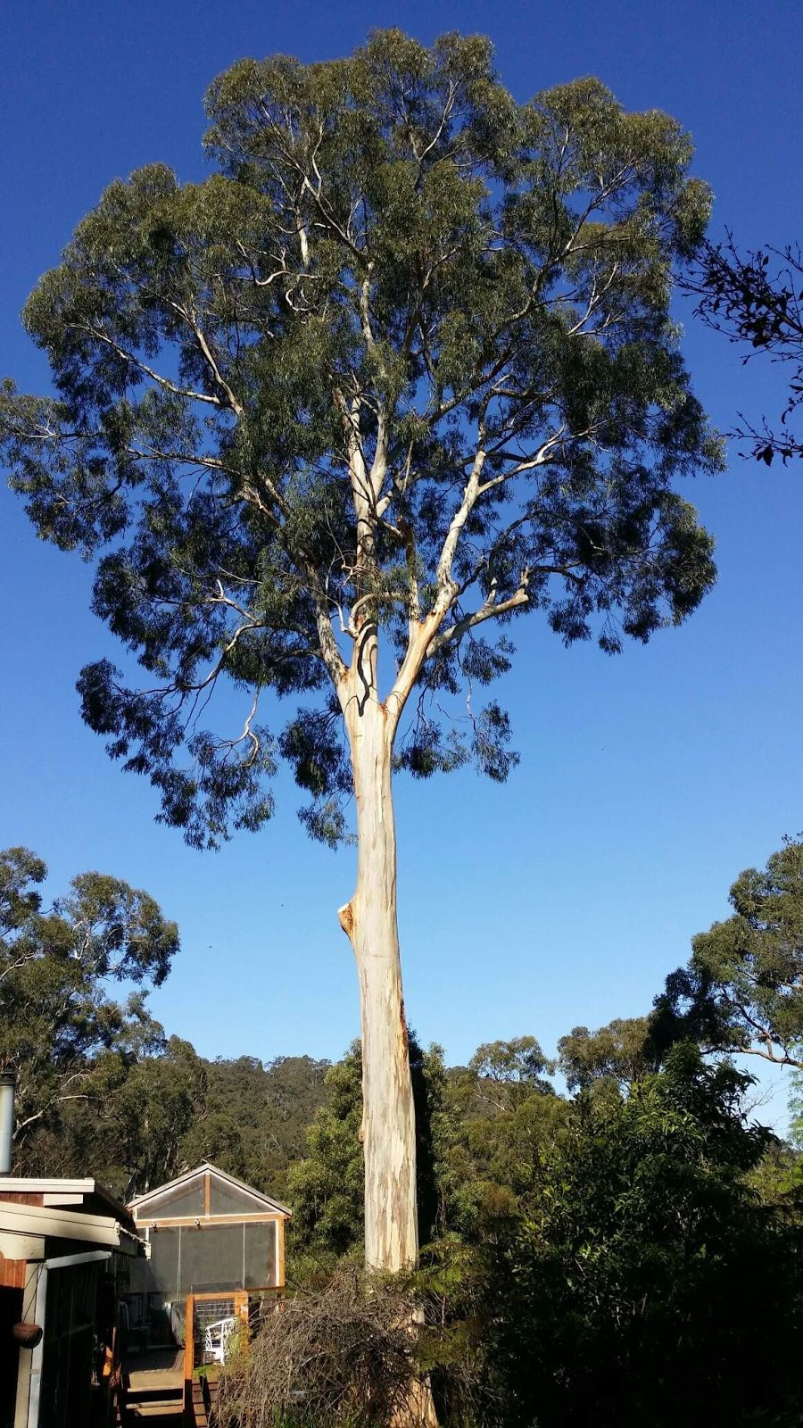 Tree Range Arborists Pty Ltd |  | 29 Lisheen Rd, Cockatoo VIC 3781, Australia | 1800870468 OR +61 1800 870 468