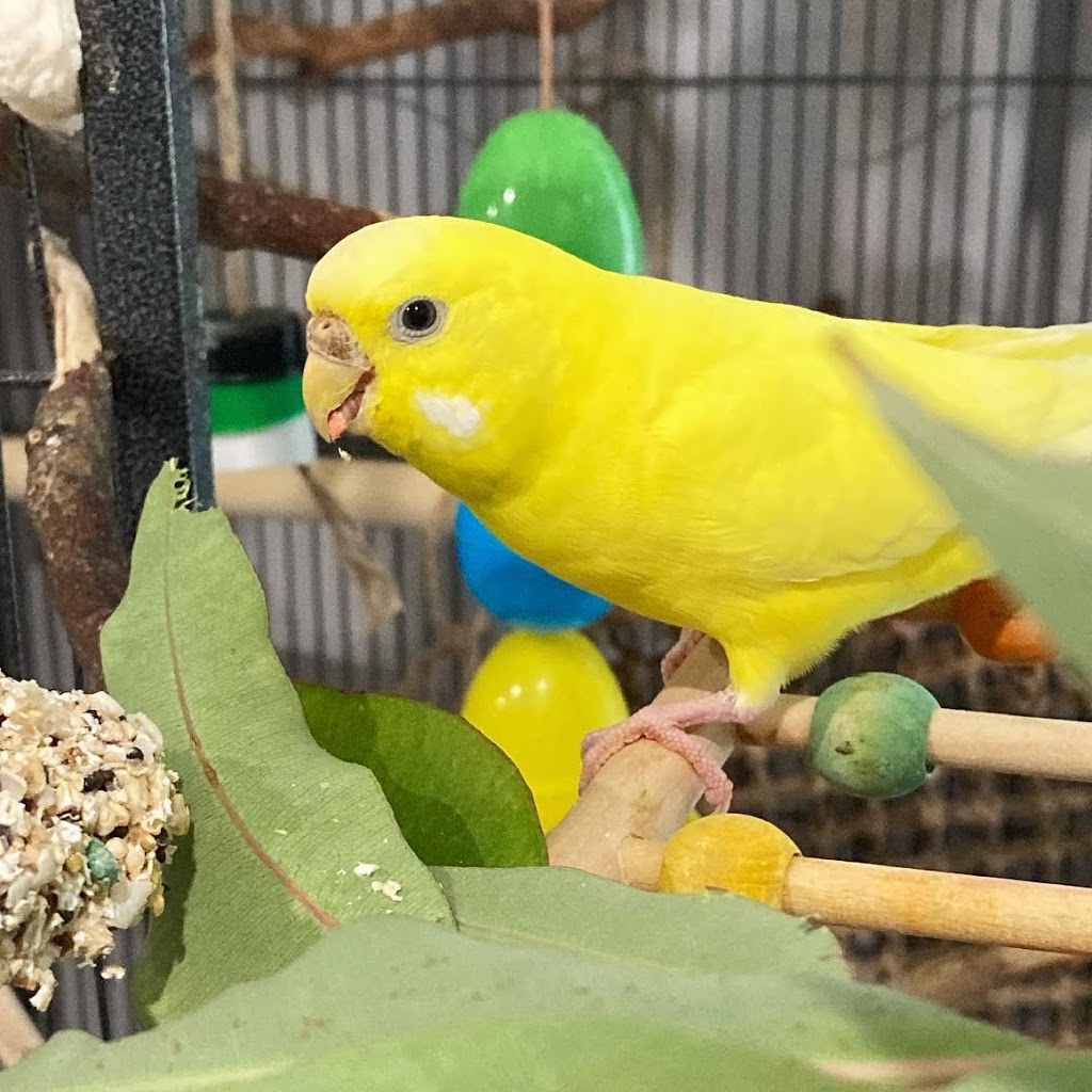 GDay Birdie Sanctuary | 11 Acacia St, Officer VIC 3809, Australia | Phone: 0424 929 280