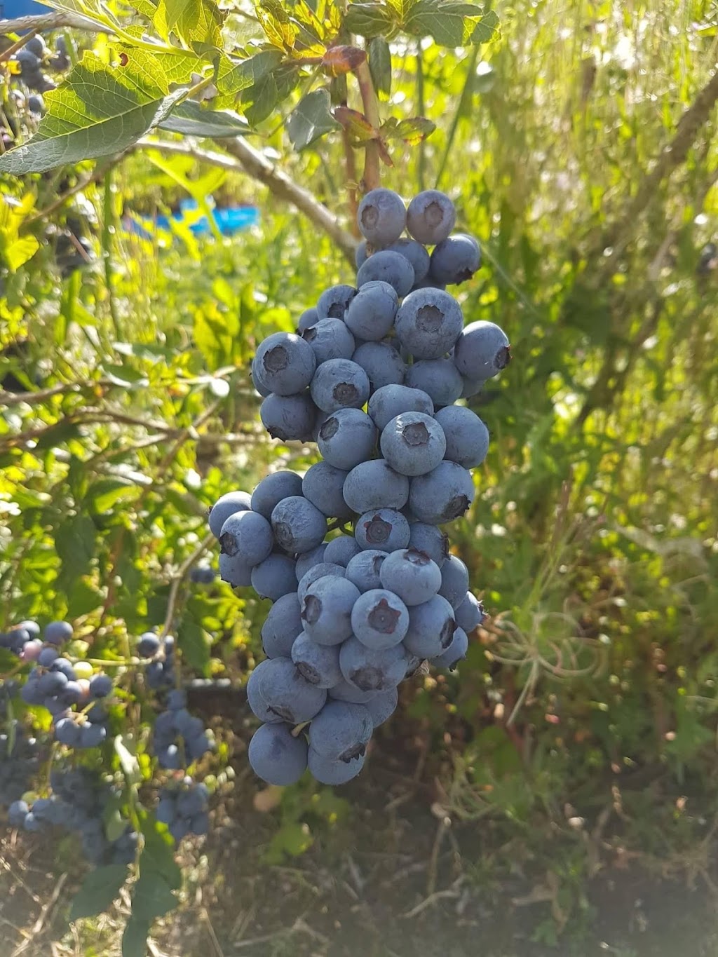 Tru-blu berries | Australia, Tasmania, Lymington, Cygnet Coast Rd, Tru-Blu Berries郵區編號: 7109 | Phone: (03) 6295 0082