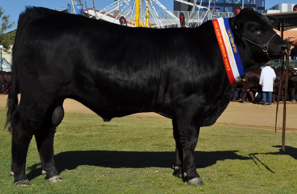 Weetalabah Cattle | Dulacca QLD 4425, Australia | Phone: 0414 253 936