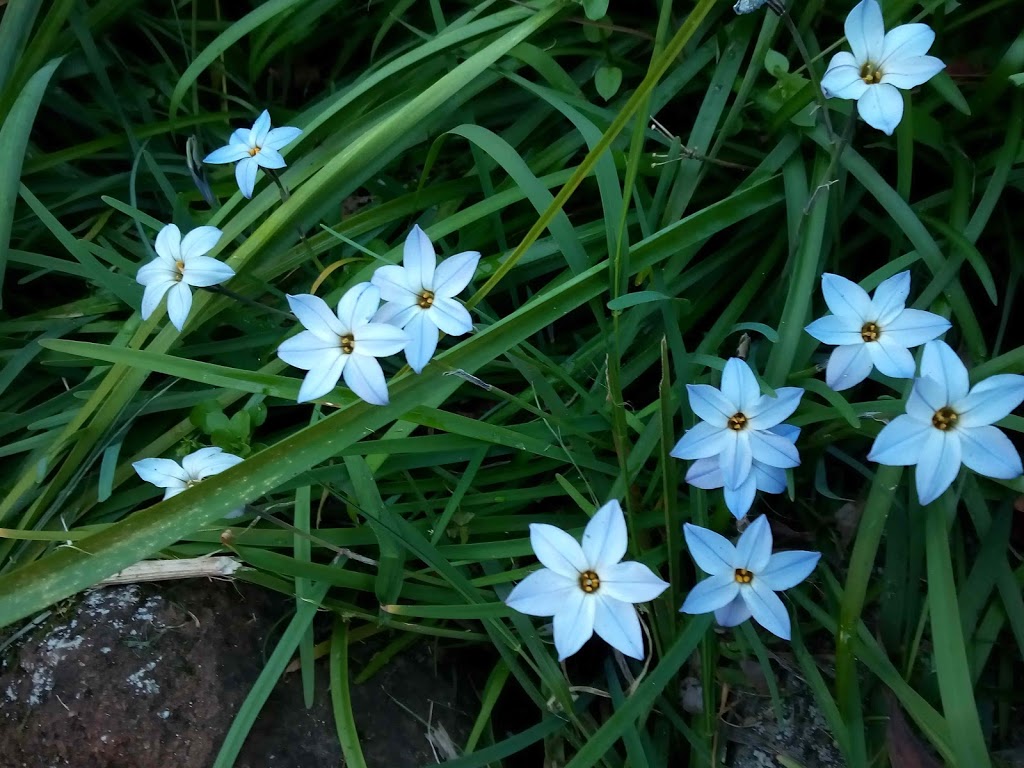 The Tranquil Garden Nursery | 80 Glenwarrin Rd, Elands NSW 2429, Australia | Phone: 0402 363 403