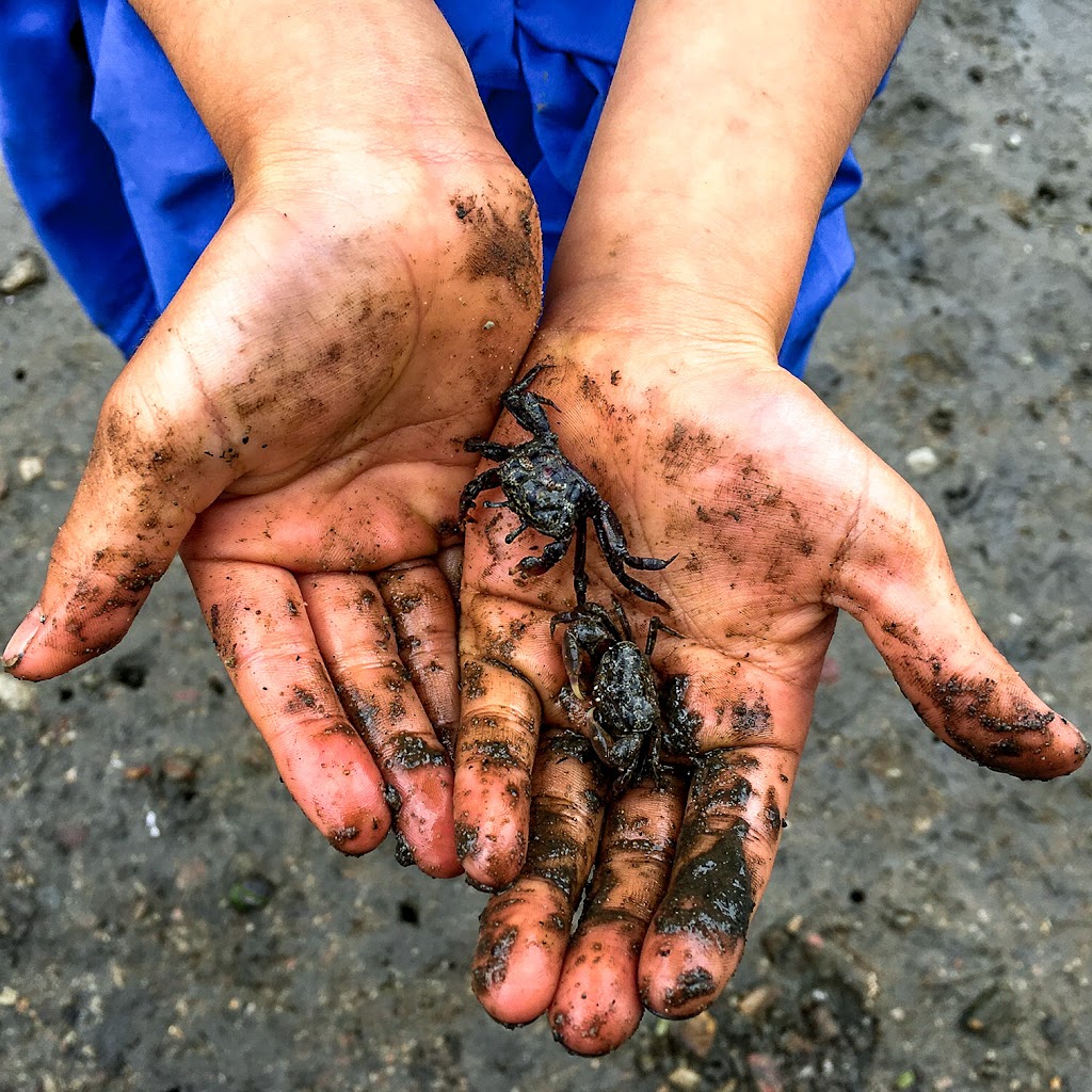 Field of Mars Environmental Education Centre |  | 220 Pittwater Rd, Gladesville NSW 2111, Australia | 0298161298 OR +61 2 9816 1298