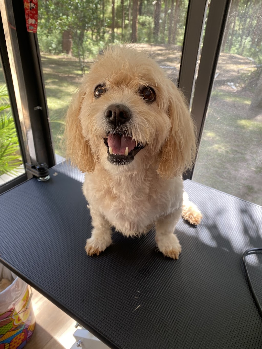 Camden Haven Dog Grooming | 23 Caringal Dr, Middle Brother NSW 2443, Australia | Phone: 0455 133 501