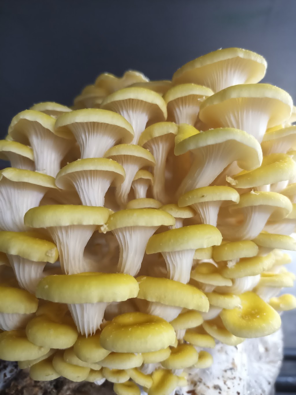 MindRise / EarthRising Mushroom Farm | Cataract St, Lawson NSW 2783, Australia | Phone: 0452 403 790