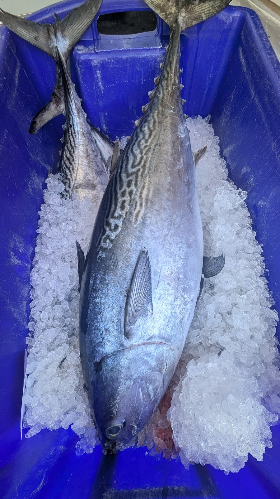 MK FRESH SEAFOODS | 32 Clark St, Colac East VIC 3250, Australia | Phone: 0456 562 061