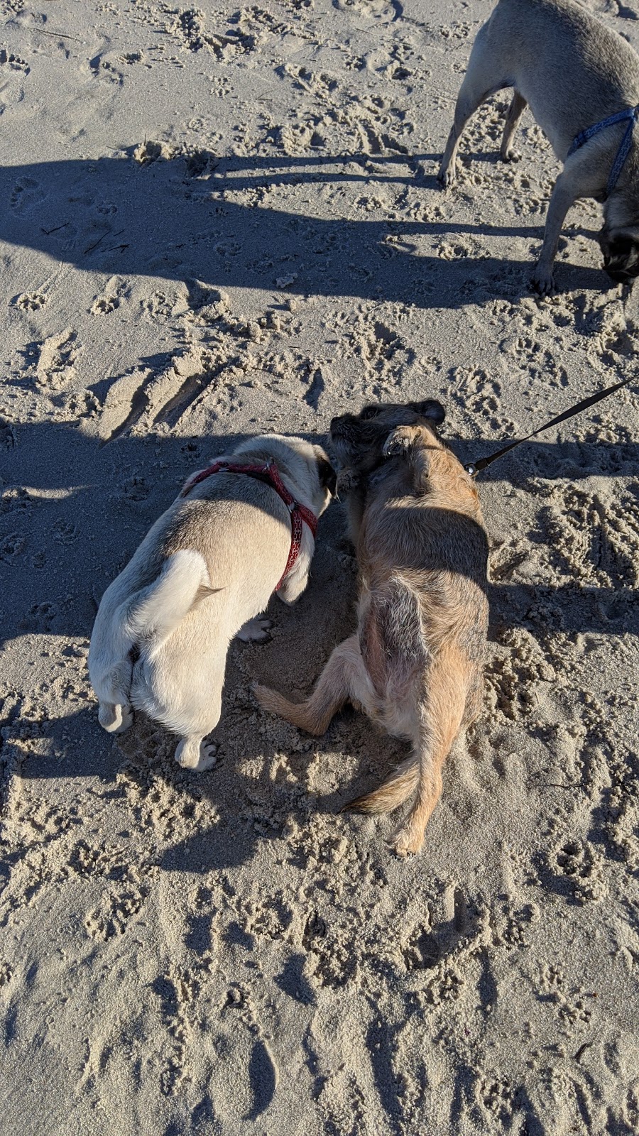 Animal Exercise Beach | Hillarys WA 6025, Australia