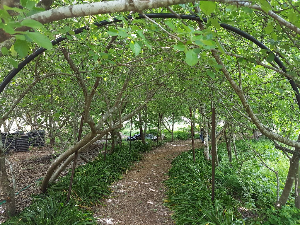 Blue Mountains Organic Community Gardens | 10 Victoria St, Katoomba NSW 2780, Australia | Phone: 0422 652 830