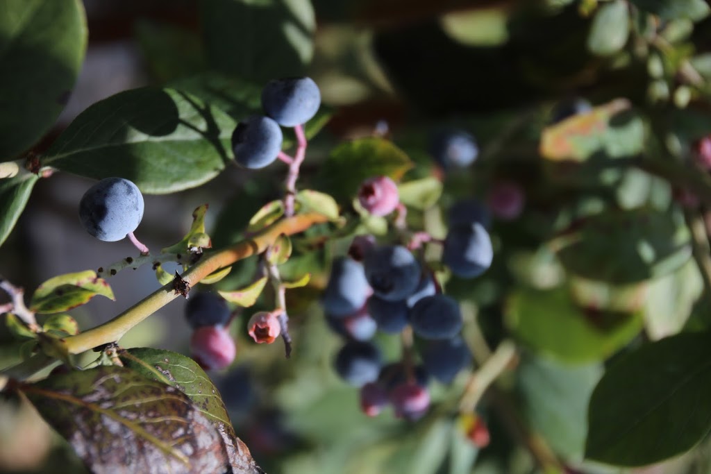 Red Hill Blueberries PTY LTD |  | 221B Bennetts Rd, Coffs Harbour NSW 2450, Australia | 0412994970 OR +61 412 994 970