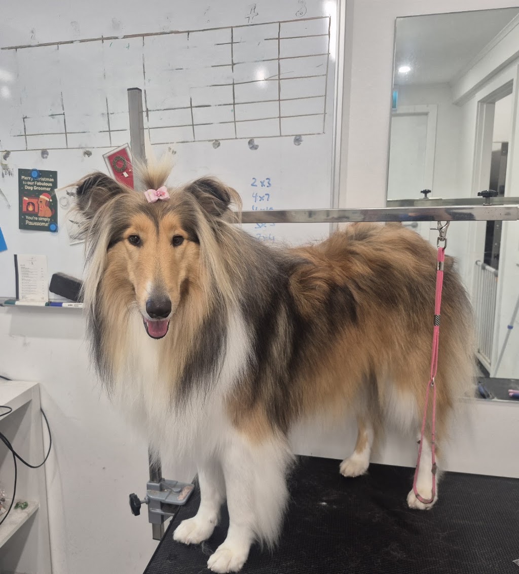 Perfection Pet Styling | 13 Aspen St, South Penrith NSW 2750, Australia | Phone: 0434 034 243