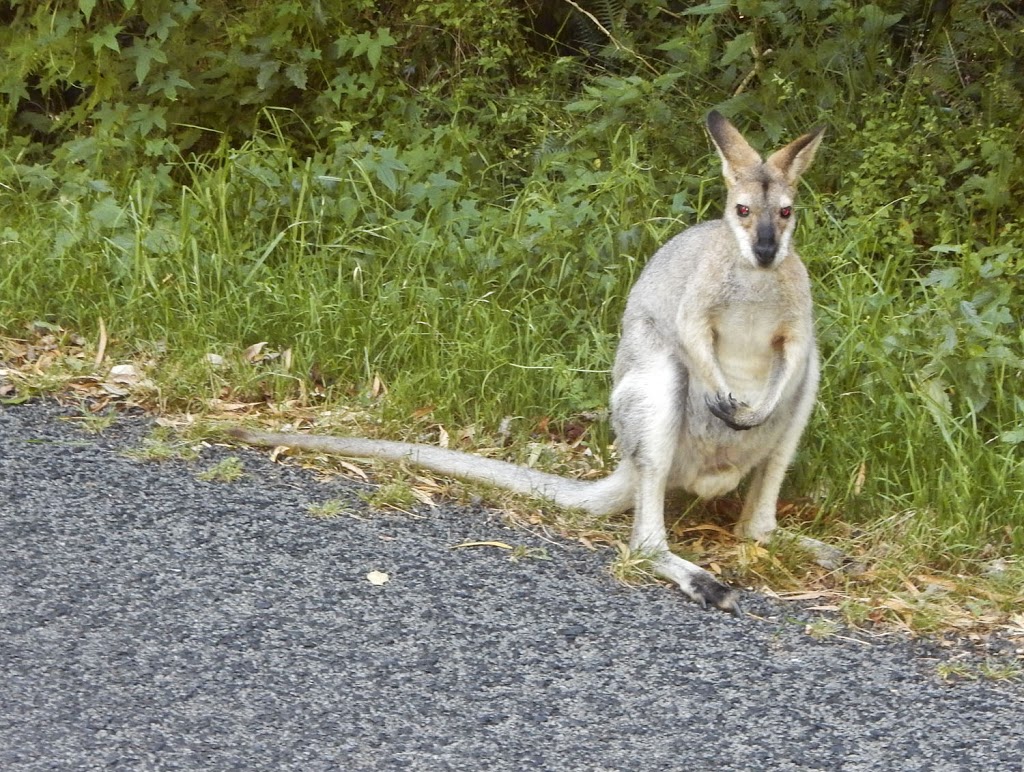 Burtons Well Camping Area | campground | Bunya Mountains Rd, Bunya Mountains QLD 4405, Australia