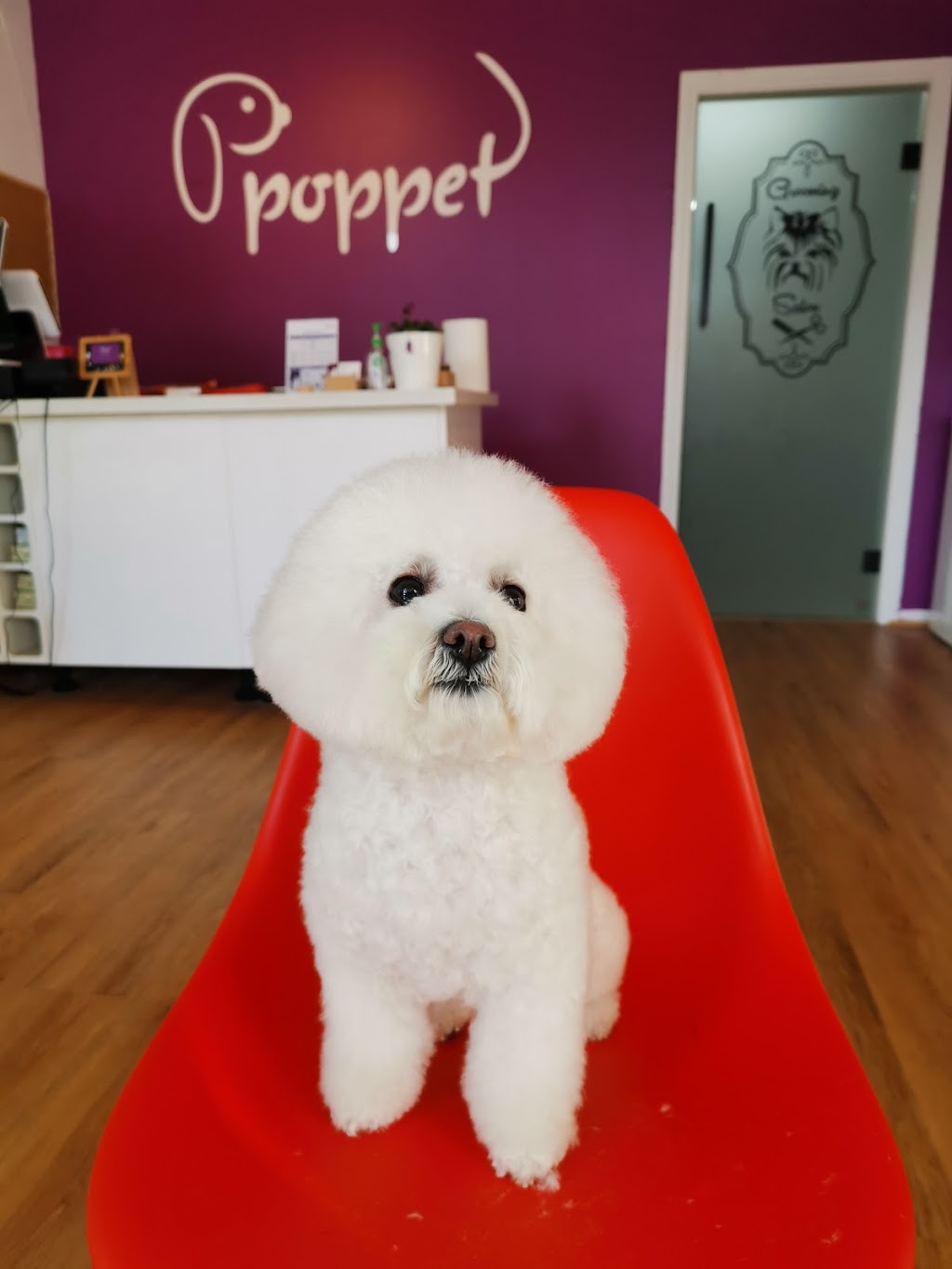 Poppet Academy（Pet Salon） | pet store | 386 Middleborough Rd, Blackburn VIC 3130, Australia | 0435890001 OR +61 435 890 001