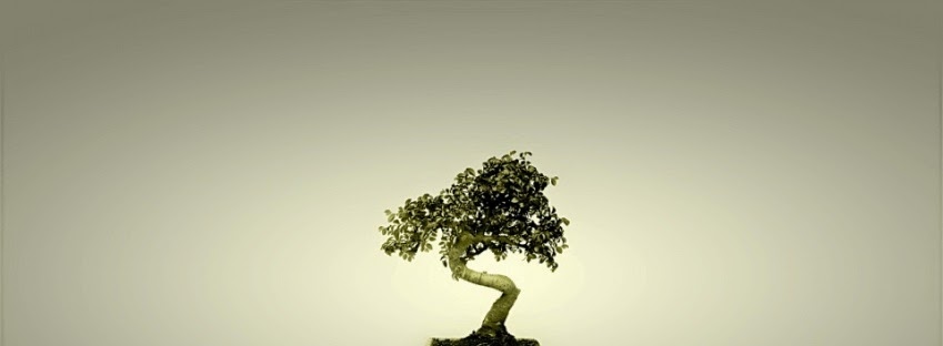 Jade Bonsai Gallery | 10 Pierce Ct, Stretton QLD 4116, Australia | Phone: 0421 376 097