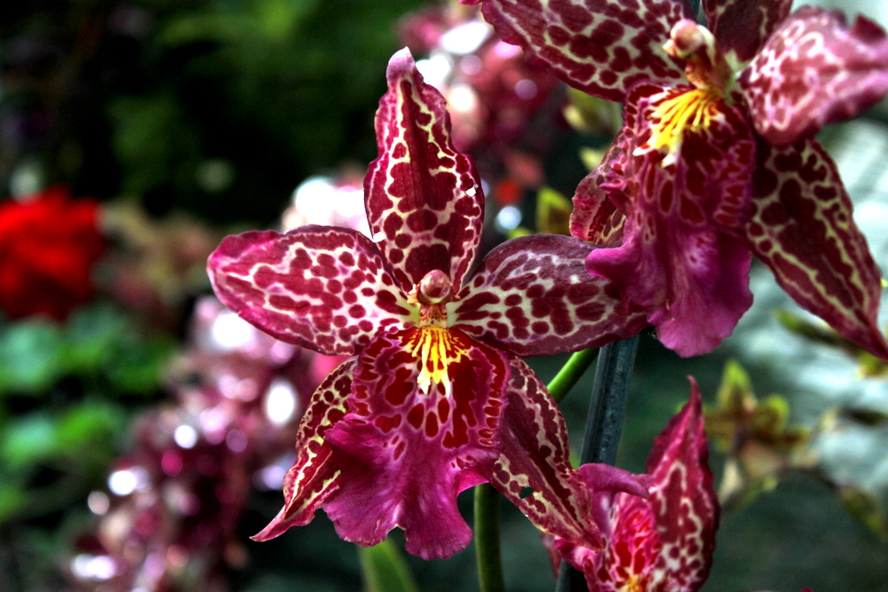 Orchids R Us | 644 Main Western Rd, Tamborine Mountain QLD 4272, Australia | Phone: (07) 5545 1613