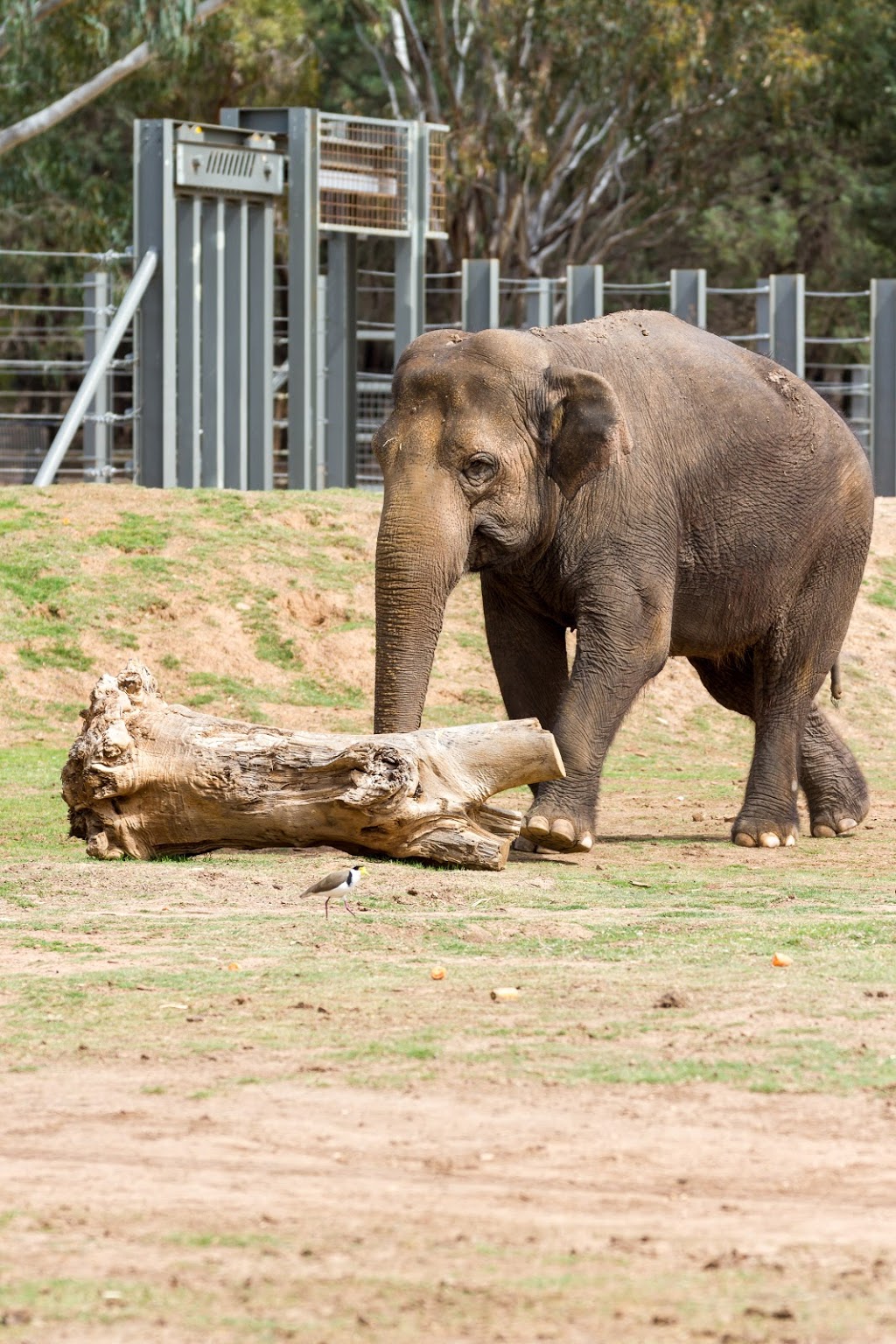 Taronga Western Plains Zoo | zoo | Obley Rd, Dubbo NSW 2830, Australia | 0268811400 OR +61 2 6881 1400