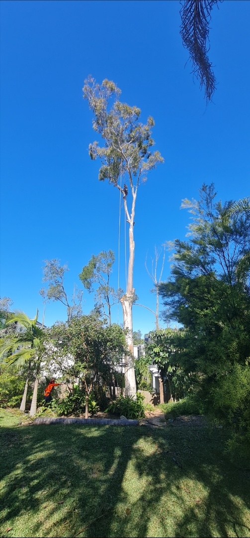 True Vine Tree Works | Lot 1/297 Arthur Summervilles Rd, Karalee QLD 4074, Australia | Phone: 0458 535 287