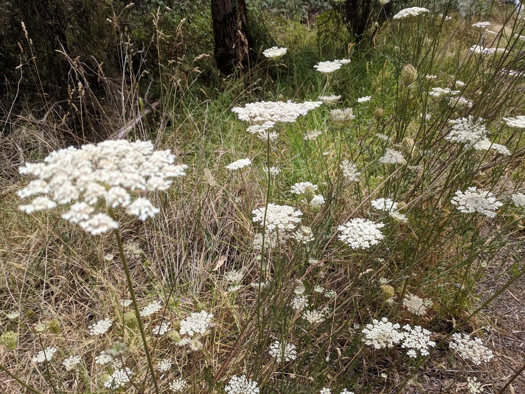 nerre nerre warren reserve | park | Endeavour Hills VIC 3802, Australia