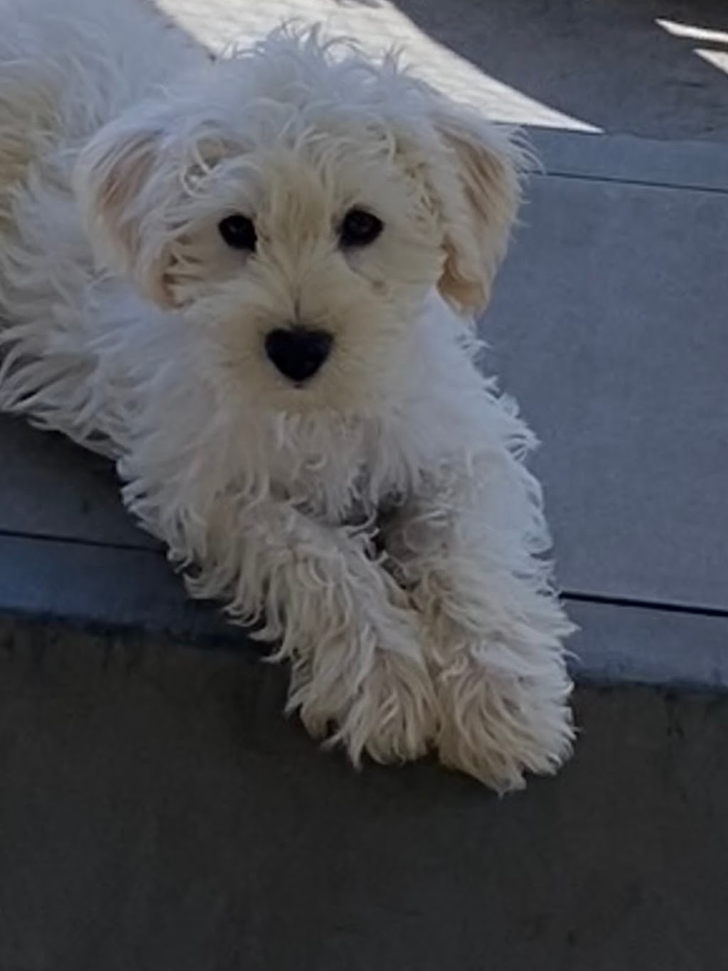 Oodles of schnoodles | Rupert Rd, East Warburton VIC 3799, Australia | Phone: 0422 072 001