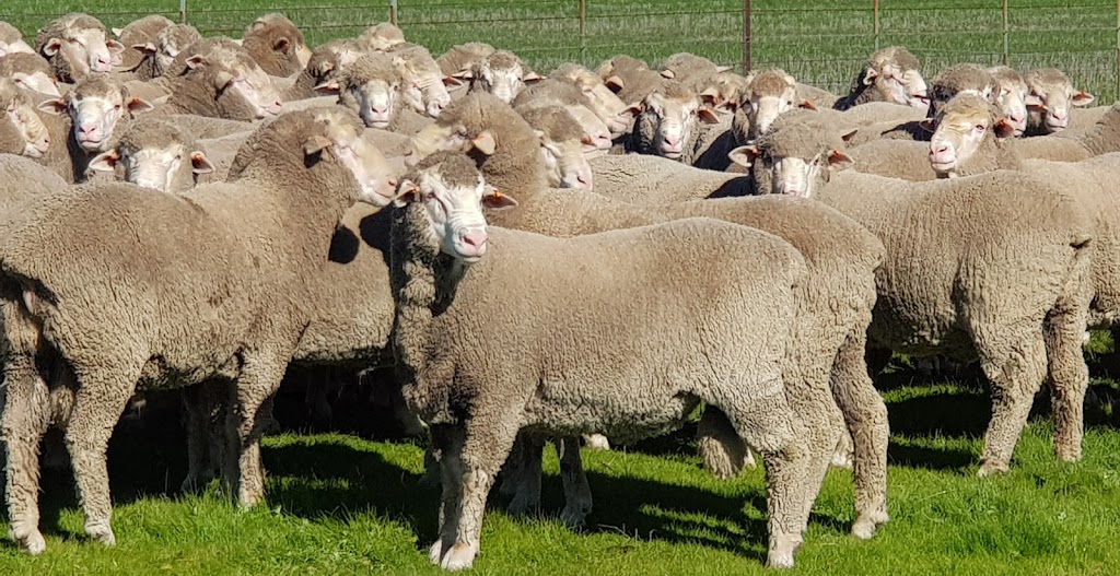 Toland Poll Merino | 1888 Feltrim Rd, Violet Town VIC 3669, Australia | Phone: 0438 981 605