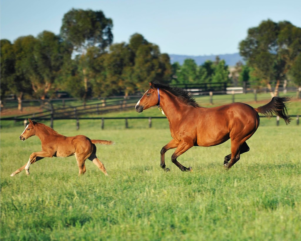 NSW Thoroughbred Breeders Office | Randwick Way, Scone NSW 2337, Australia | Phone: (02) 5504 3818