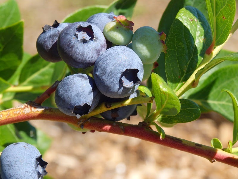 Buninyong Blueberry Farm | 7189 Midland Hwy, Buninyong VIC 3357, Australia | Phone: 0409 316 724