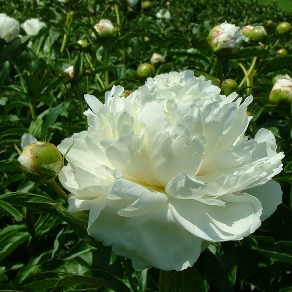 Peonies and Perennials | 17 Dalwood Rd, Nook TAS 7306, Australia | Phone: 0459 496 172