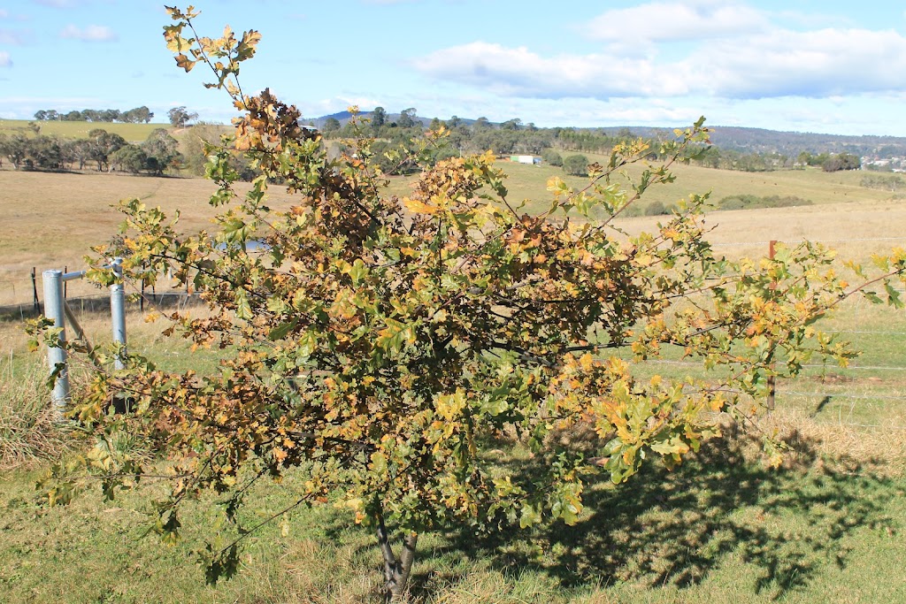 Bennys Oaks | Unit 3/4 Mahratta St, Bombala NSW 2632, Australia | Phone: 0494 347 705