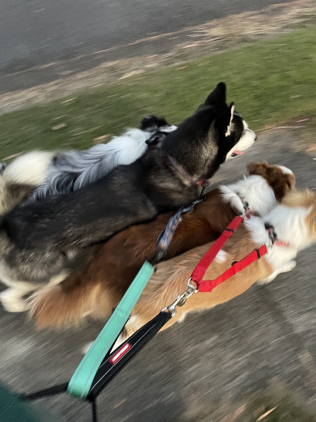 Quinn Dog Training | Flinders St, Redbank Plains QLD 4301, Australia | Phone: 0477 504 926