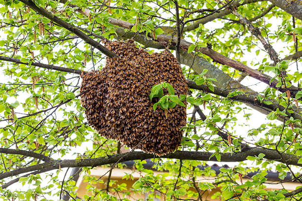 Beelife Beekeeping | Hillcrest Rd, Eltham North VIC 3095, Australia | Phone: 0411 722 138