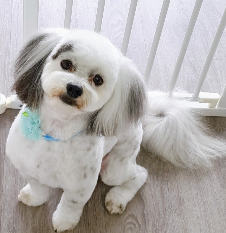 Lather and Love Canine Spa and Social Club | 19 Bell St, DAguilar QLD 4514, Australia | Phone: 0468 625 301