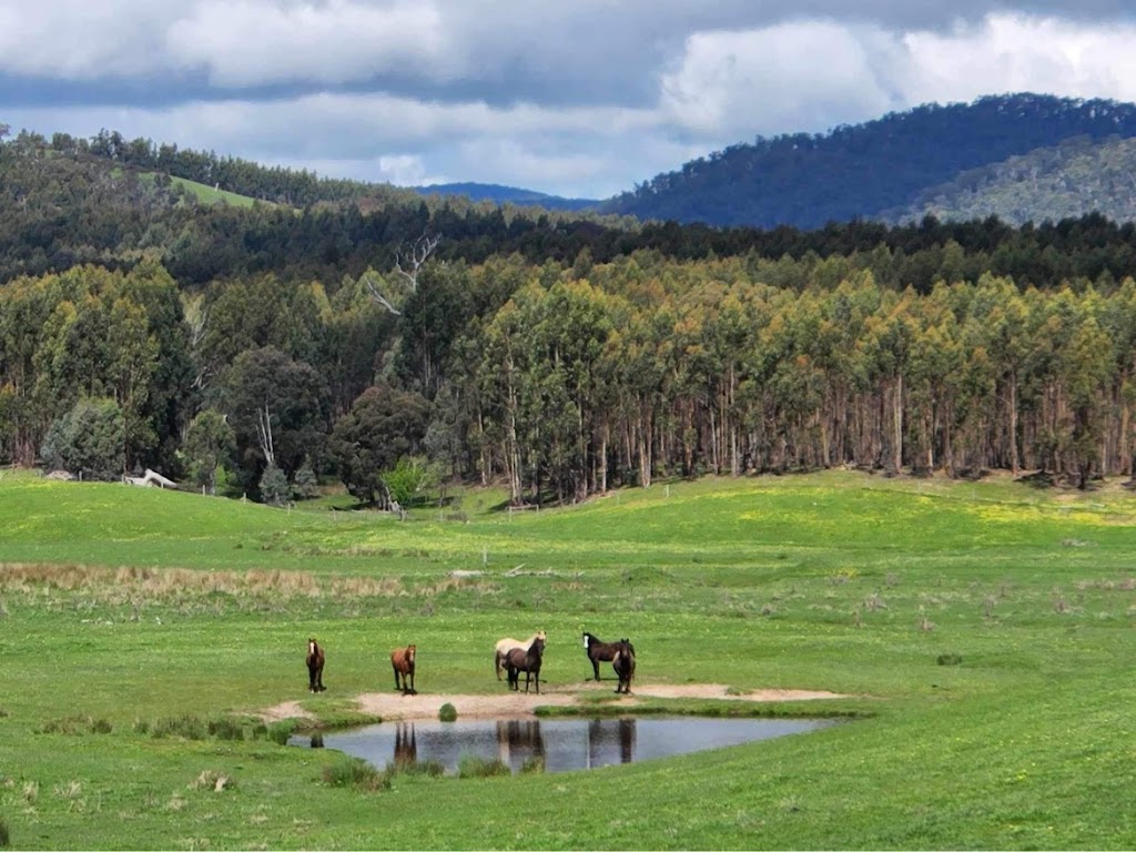 Victorian Brumby Association | Raglan-Elmhurst Rd, Glenlogie VIC 3469, Australia | Phone: 0417 504 412