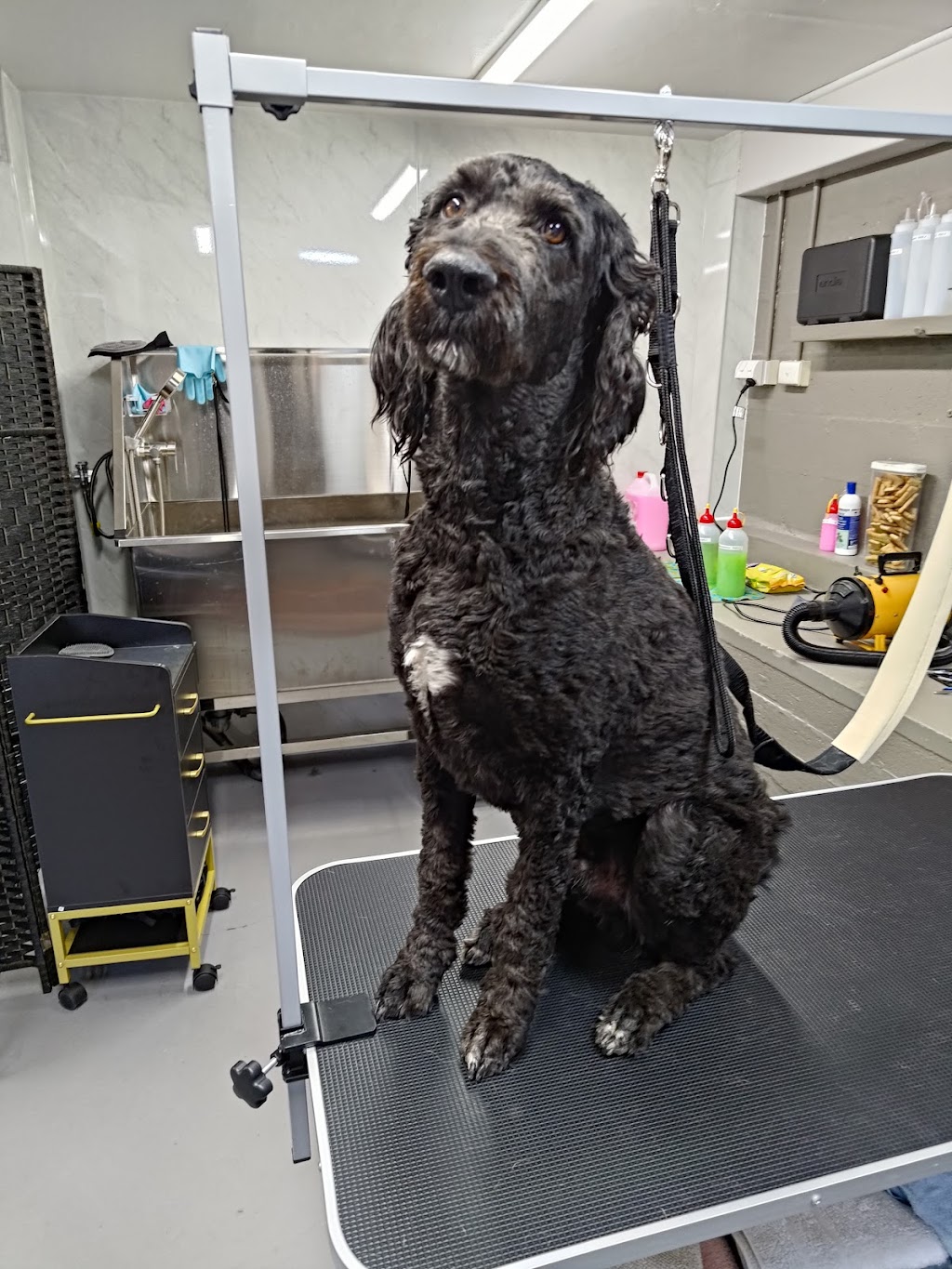 SwanDogs | 35 Anzac Ave, Swan Reach SA 5354, Australia | Phone: 0480 677 669