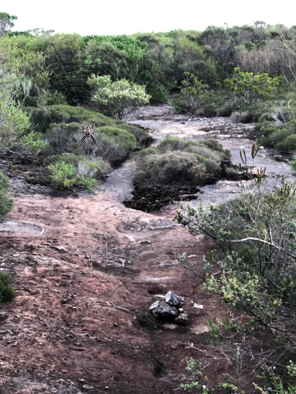 Mt Bushwalker Lookout | park | Porters Creek NSW 2538, Australia