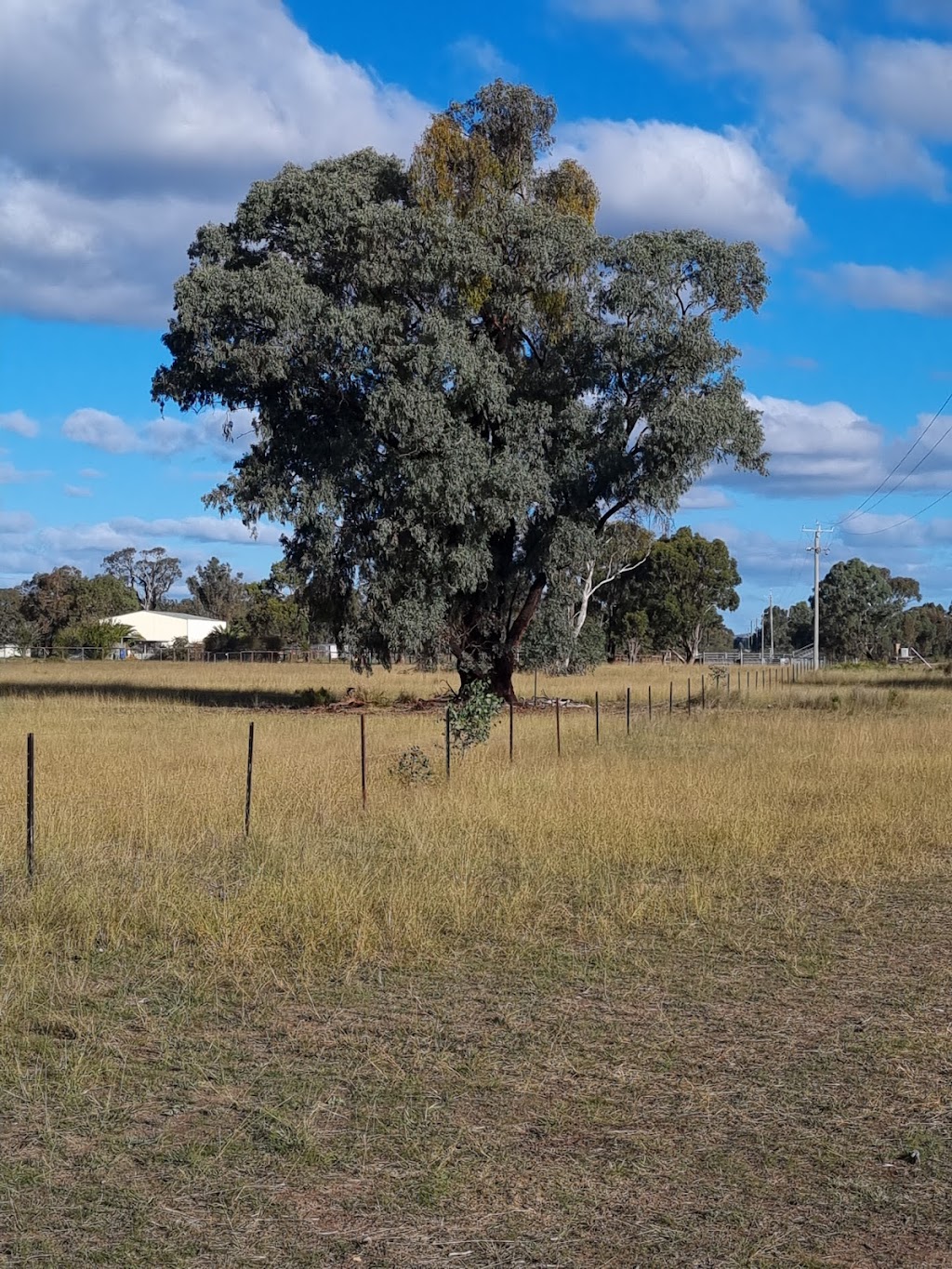 Morgans Meadow | 835 Yarrawonga Rd, Yarrawonga NSW 2850, Australia | Phone: 0408 860 072