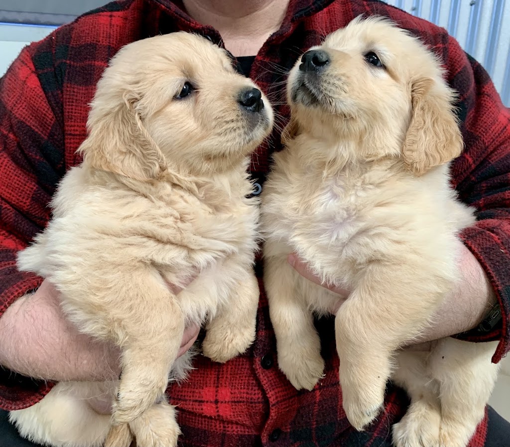 Crystal Creek Kennels - Purebred Golden Retrievers | 1043 Break Oday Rd, Glenburn VIC 3717, Australia | Phone: 0481 063 435