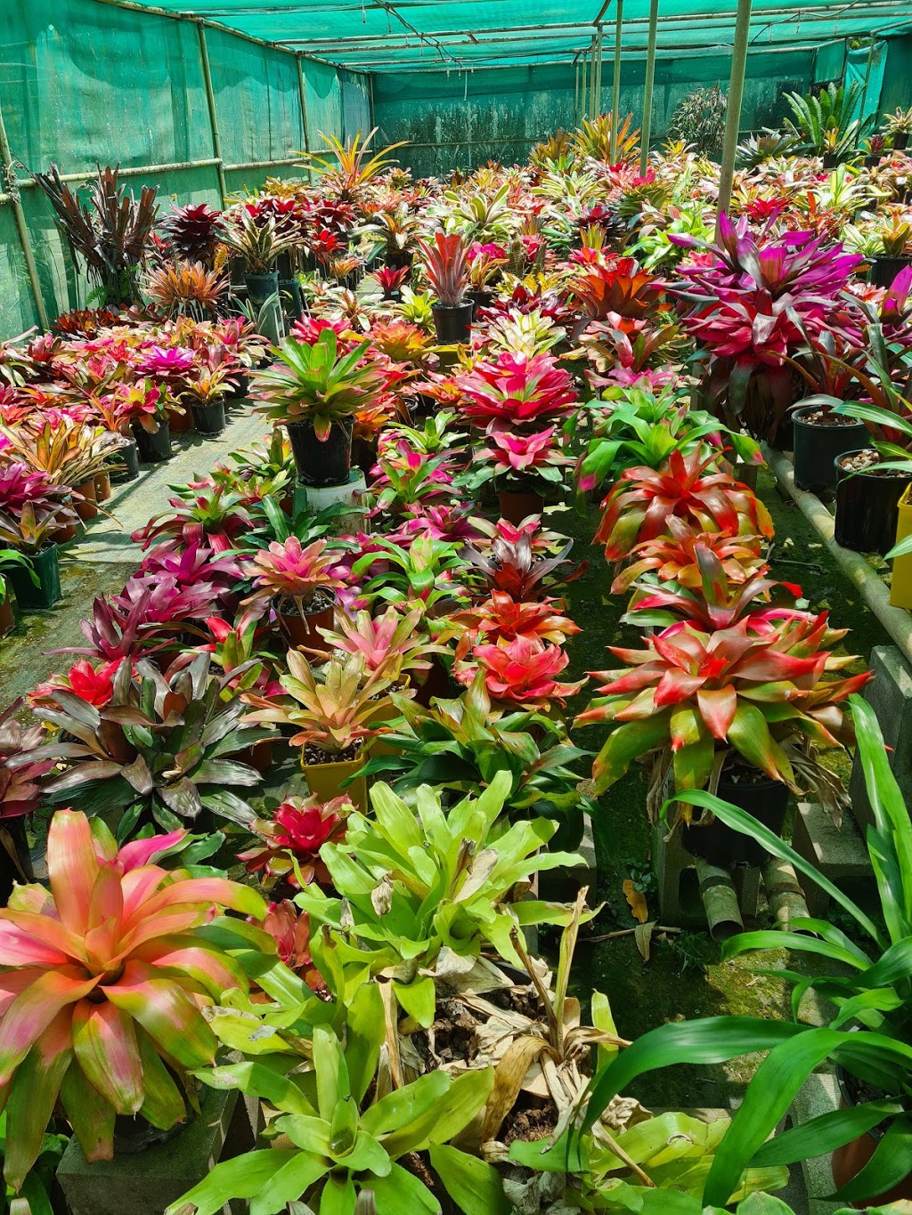 Charlies Bromeliads | 6 Keal Cl, Mareeba QLD 4880, Australia