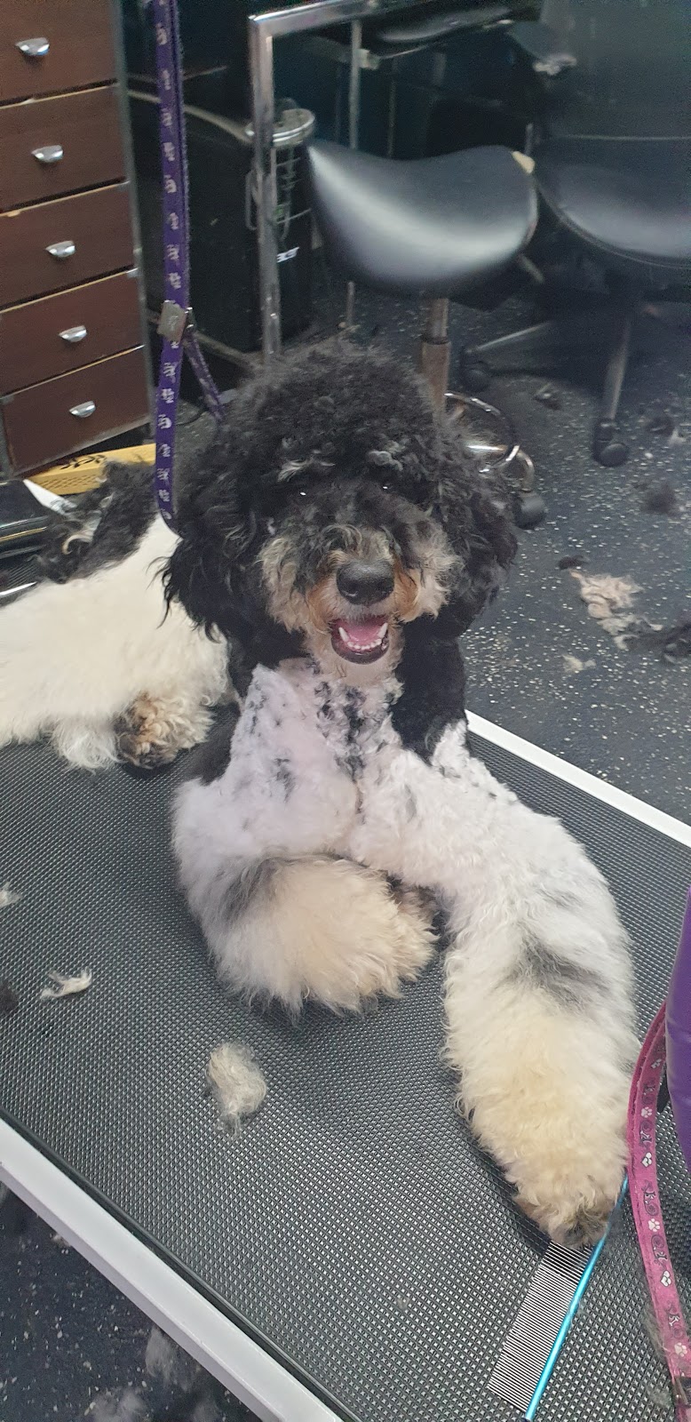 Pets Groomed Loving-Lee |  | 2 Karmal St, Berkeley NSW 2506, Australia | 0429036945 OR +61 429 036 945