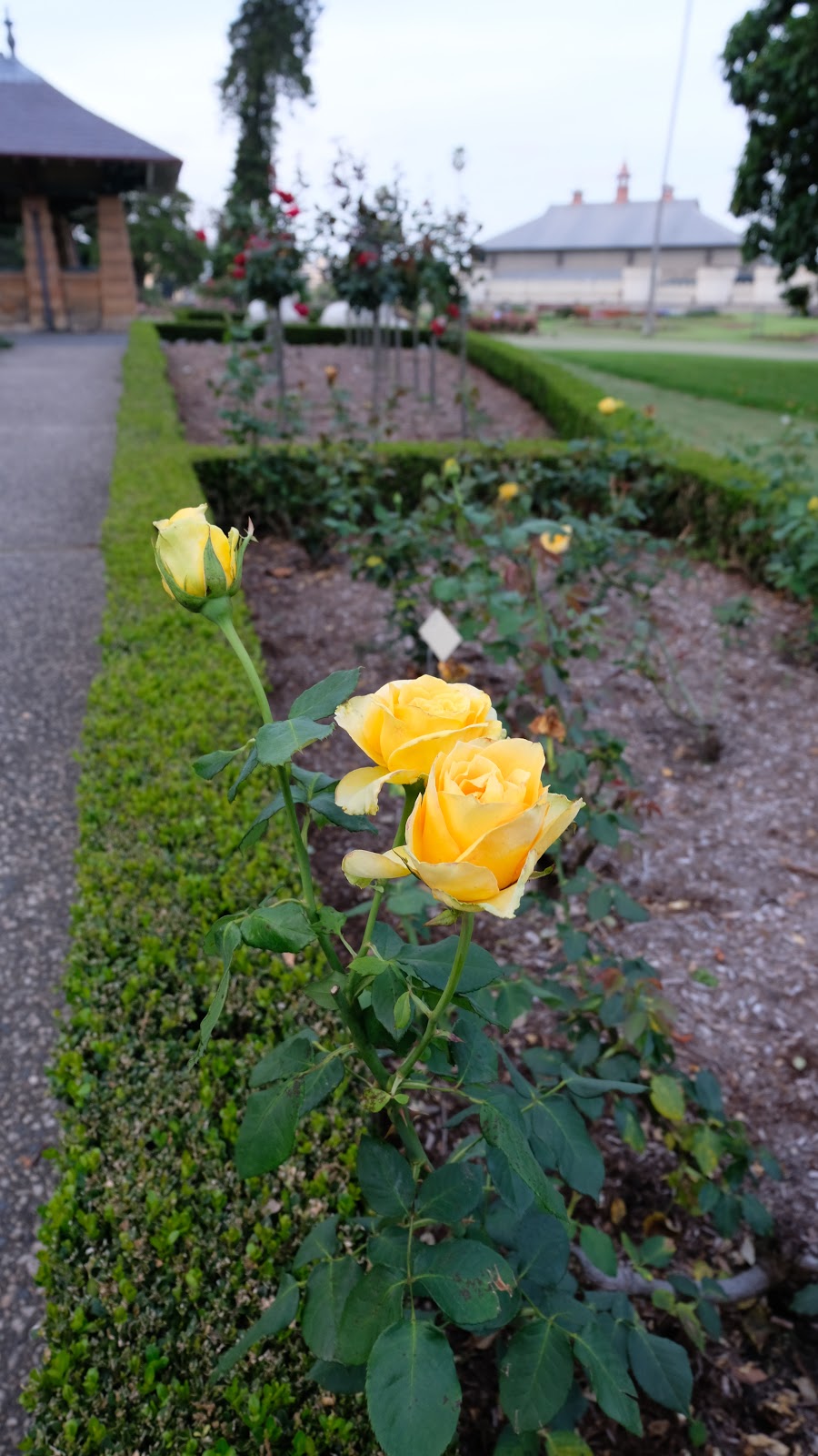 Rose Garden & Pavilion | park | Royal Botanic Gardens, Mrs Macquaries Rd, Sydney NSW 2000, Australia | 0292318111 OR +61 2 9231 8111