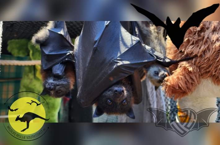 Shoalhaven Bat Clinic- Wildlife Rescue South Coast | Princes Hwy, Nowra NSW 2541, Australia | Phone: 0418 427 214