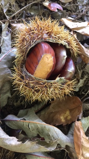 Chestnuts by Sylvie | 26 Priors Rd, The Patch VIC 3792, Australia | Phone: 0439 084 730