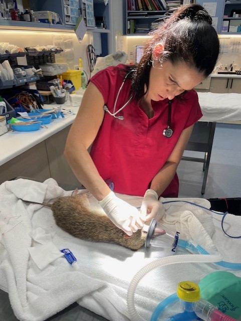 Minjerribah Wildlife Veterinary and Conservation Foundation | 8 Bingle Rd, Dunwich QLD 4183, Australia | Phone: (07) 3487 1009