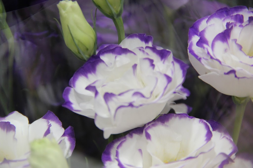 Campsie Florist | florist | 25/14-28 Amy St, Campsie NSW 2194, Australia | 0297187780 OR +61 2 9718 7780