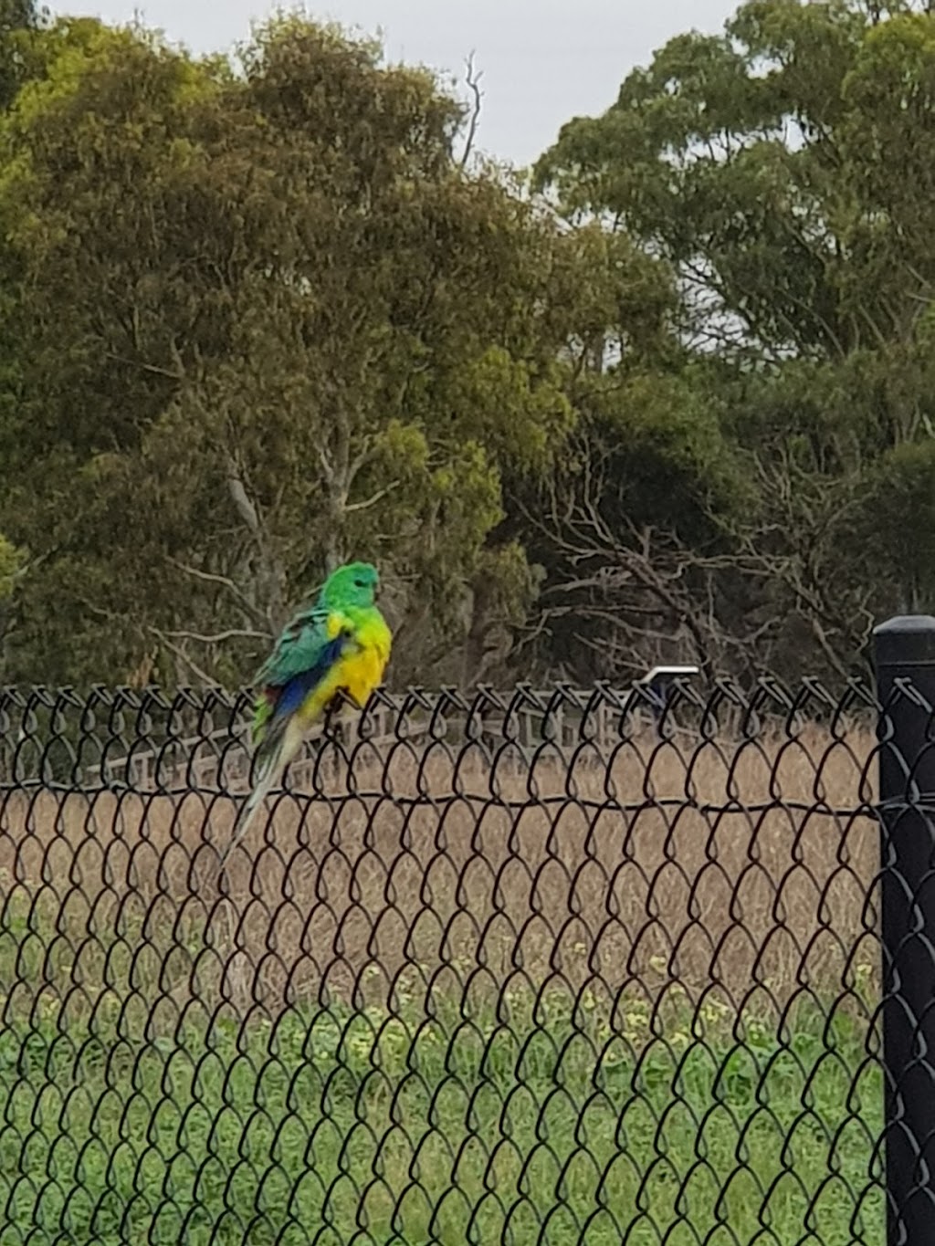 Edithvale Wetlands Discovery Centre | 278 Edithvale Rd, Chelsea Heights VIC 3196, Australia | Phone: 13 17 22