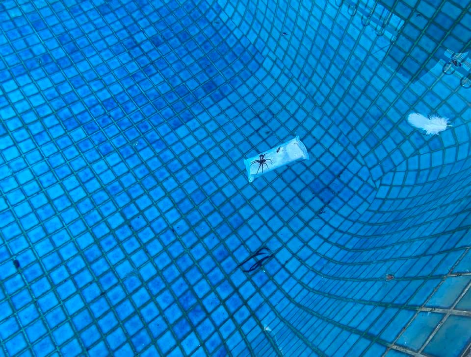 Greenspest | 8/74 Mountbatten Dr, Dubbo NSW 2830, Australia | Phone: (02) 6882 3786